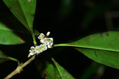 Osmanthus lanceolatus