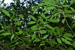 Osmanthus lanceolatus