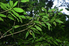 Osmanthus lanceolatus