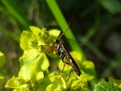 Tenthredopsis tarsata