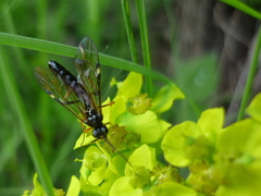 Tenthredopsis tarsata