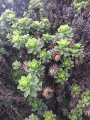 Haplopappus foliosus