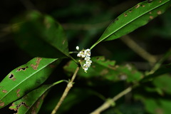 Osmanthus lanceolatus