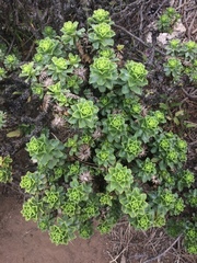 Haplopappus foliosus