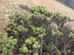 Haplopappus foliosus