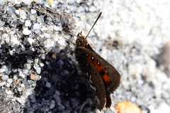 Aloeides thyra thyra