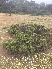 Haplopappus foliosus
