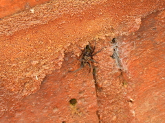 Pycnothelidae