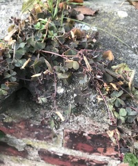 Oxalis corniculata repens