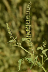 Basilicum polystachyon