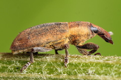 Lixus angustus