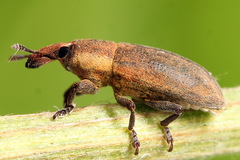 Lixus angustus