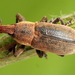 Lixus angustus - Photo (c) Andrey Ponomarev, some rights reserved (CC BY-NC), uploaded by Andrey Ponomarev