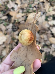 Cynips quercusfolii