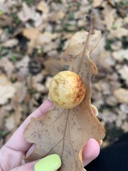 Cynips quercusfolii