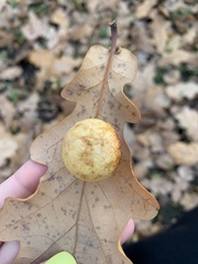 Cynips quercusfolii