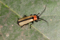 Discodon cinctum