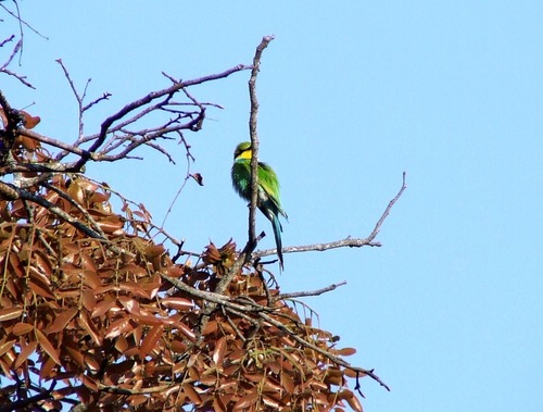 Merops hirundineus