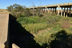 Basilicum polystachyon