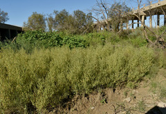 Basilicum polystachyon