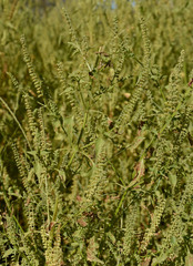 Basilicum polystachyon