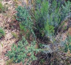 Asparagus mariae