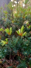 Leptecophylla pogonocalyx
