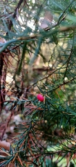 Leptecophylla pogonocalyx