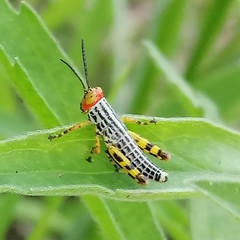 Zoniopoda tarsata