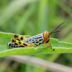 Zoniopoda tarsata