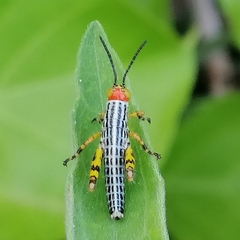 Zoniopoda tarsata