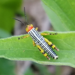 Zoniopoda tarsata