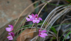 Caladenia nana