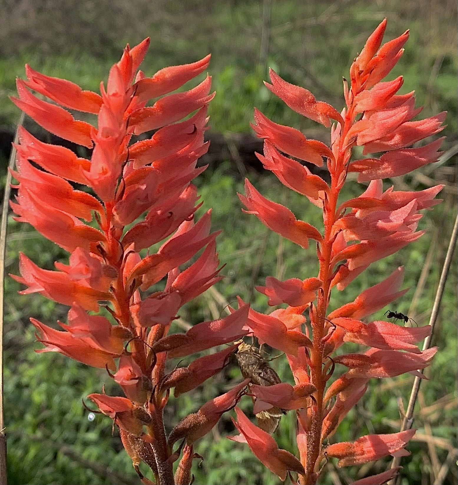 Sacoila lanceolata