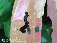 Fascellina chromataria