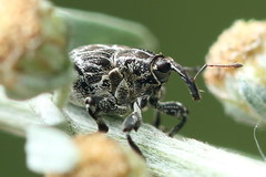 Mogulones geographicus