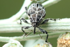 Mogulones geographicus