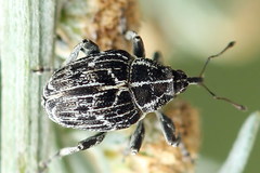 Mogulones geographicus
