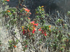 Diplacus parviflorus