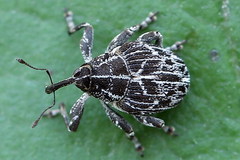 Mogulones geographicus