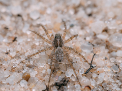 Pardosa agrestis