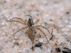 Pardosa agrestis