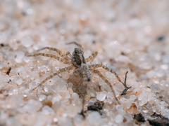 Pardosa agrestis