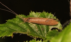 Athripsodes aterrimus