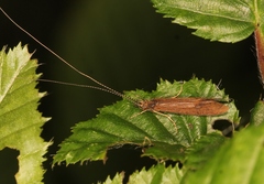 Athripsodes aterrimus