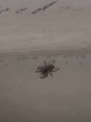 Menemerus bivittatus