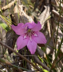 Gladiolus ornatus