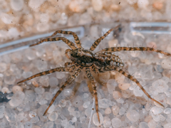 Pardosa agrestis