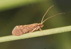 Polycentropus