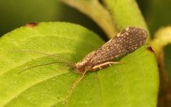 Polycentropus